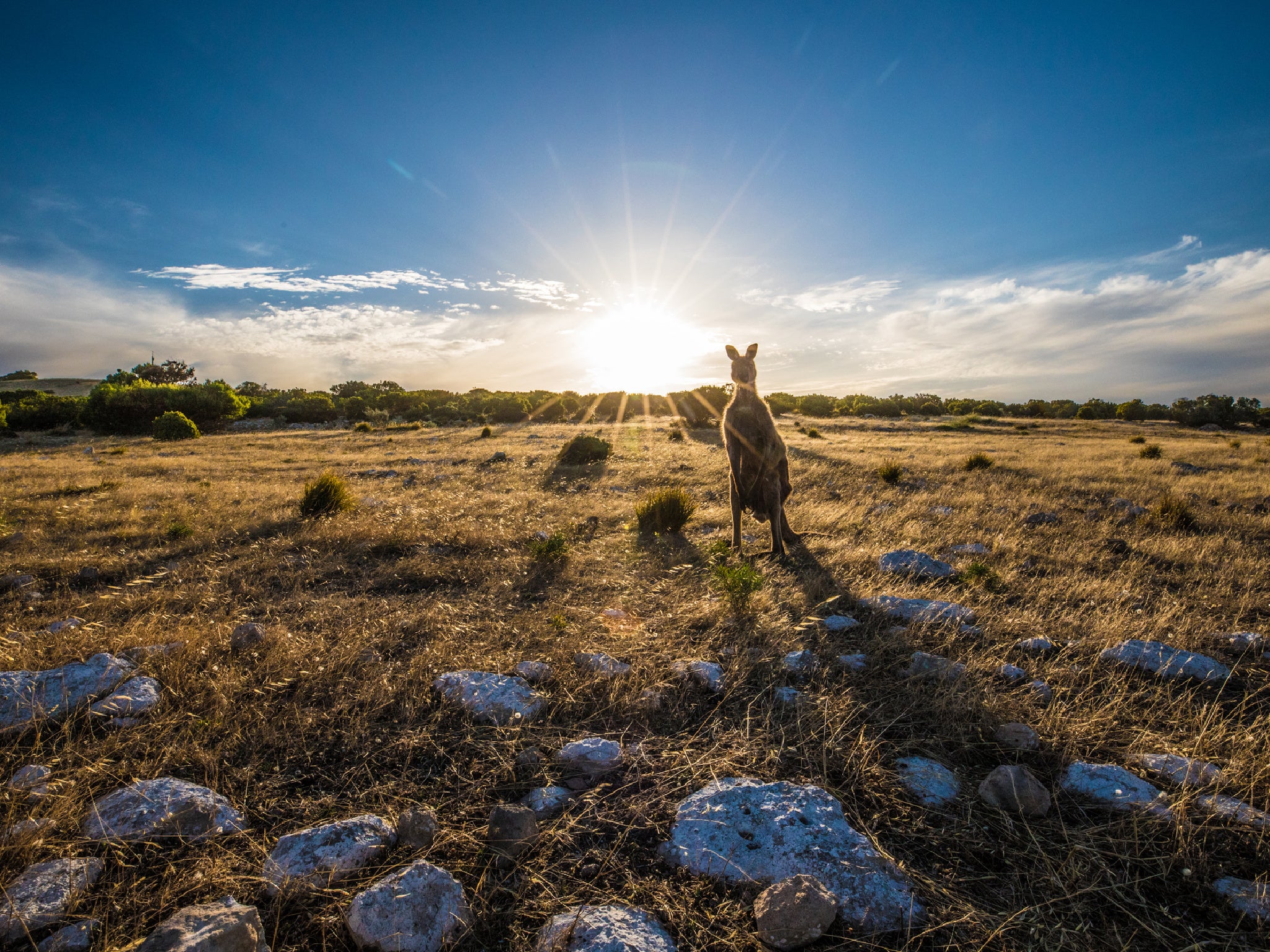 <p>Kangaroos, koalas and echidnas are among the animals now thriving on the South Australia island </p>